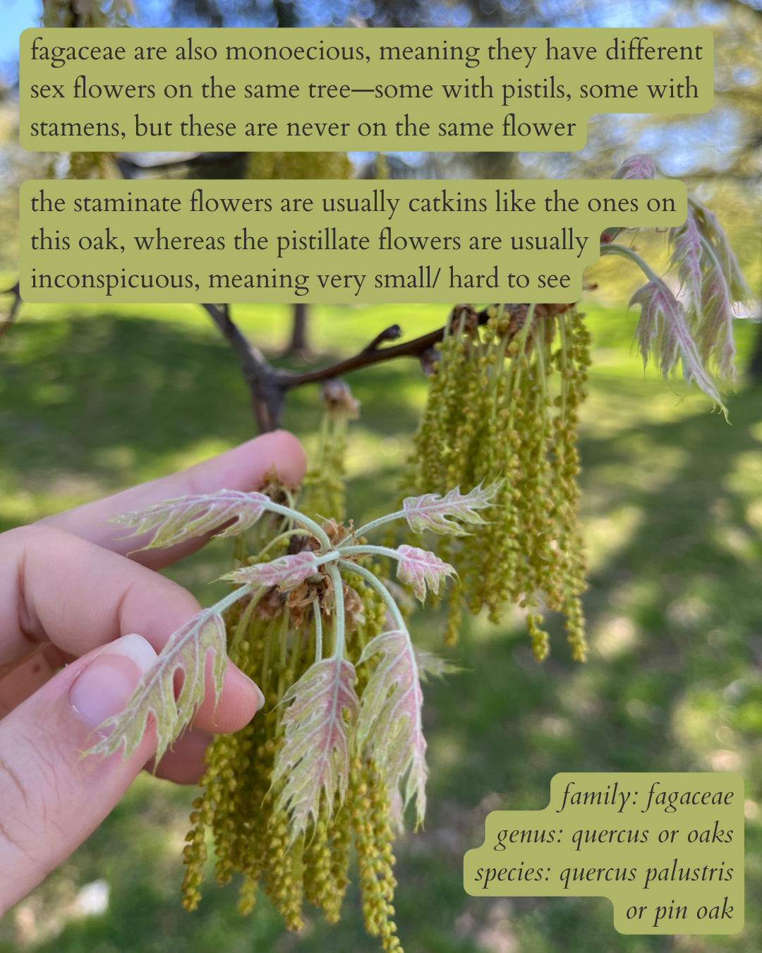 photo of baby pin oak leaves & catkins with dark text on light green background that says: “fagaceae are also monoecious, meaning they have different sex flowers on the same tree—some with pistils, some with stamens, but these are never on the same flower. the staminate flowers usually are catkins like the ones on this oak, whereas the pistillate flowers are usually inconspicuous, meaning very small/ hard to see”. then in the same text, but italics in the bottom right corner: “family: fagaceae. genus: quercus or oaks. species: quercus palustris or pin oak”.