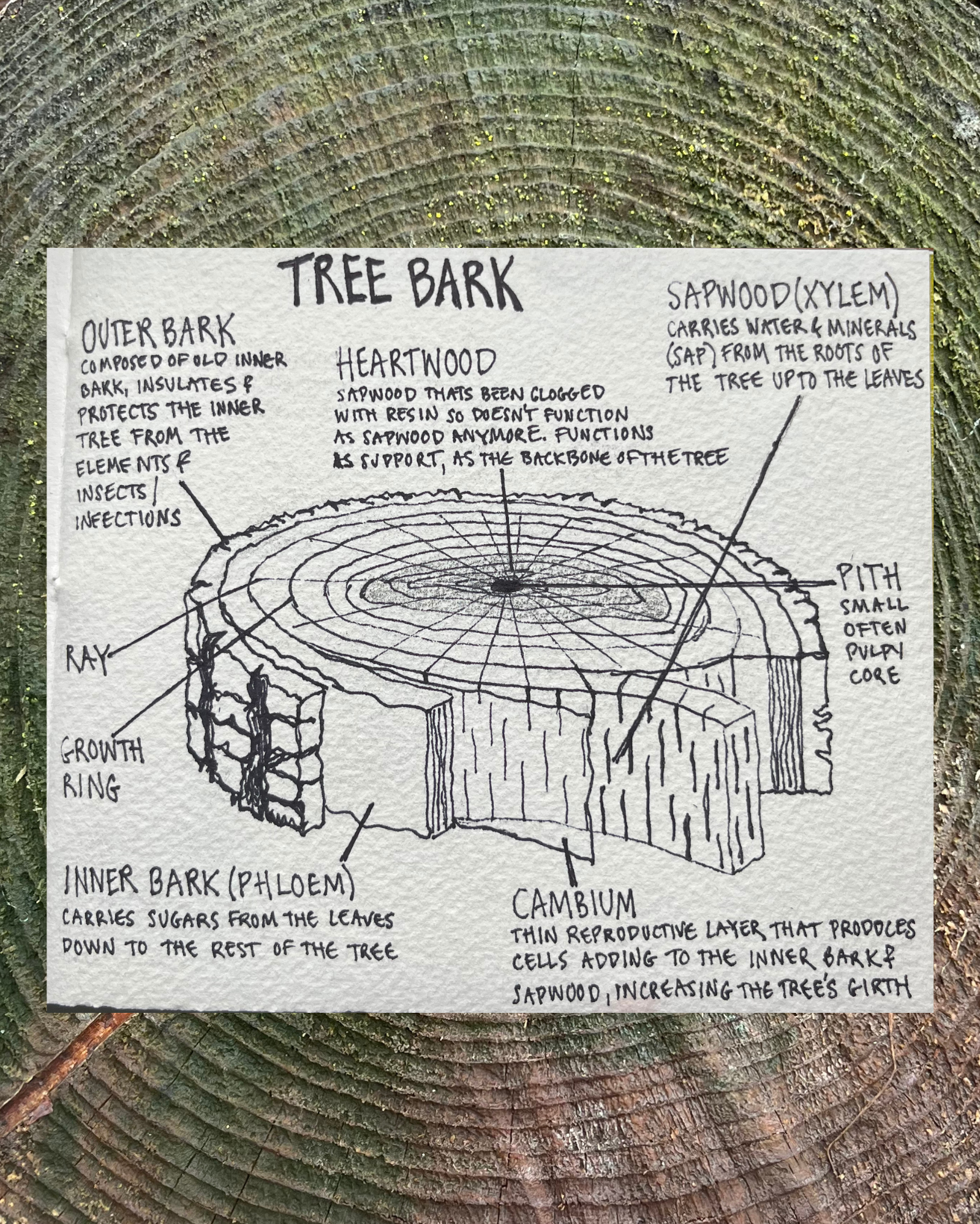 photo of rings of an old wet tree with a hand-drawn graphic of a section of a tree trunk that is labeled as follows: “outer bark - composed of old inner bark, insulates and protects the inner tree from the elements & insects/ infections”; “inner bark (phloem) - carries sugars from the leaves down to the rest of the tree”; “cambium - a thin reproductive layer that produces cells adding to the inner bark & sapwood, increasing the tree’s girth”; “sapwood (xylem) - carries water and minerals (sap) from the roots of the tree up to the leaves”; “heartwood - sapwood that’s been clogged with resin so doesn’t function as sapwood anymore. function is support, as the backbone of the tree”; “pith - small, often pulpy core”; “ray”; “growth ring”.