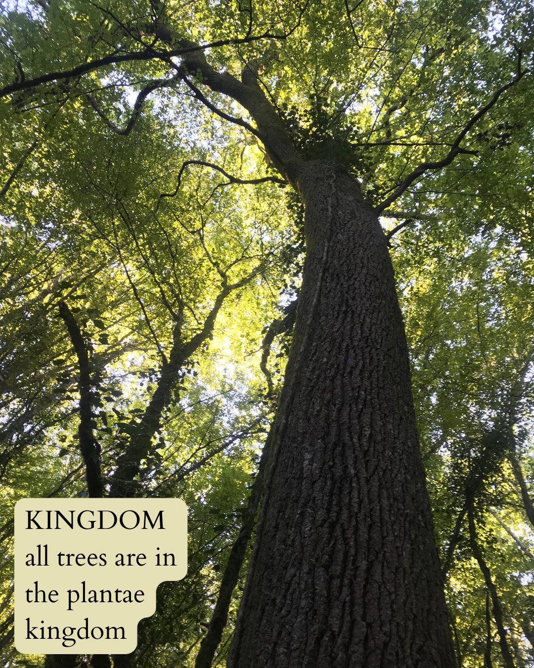  photo looking up at a large tulip tree with dark text on pale yellow background that says: “KINGDOM, all trees are in the plantae kingdom”.