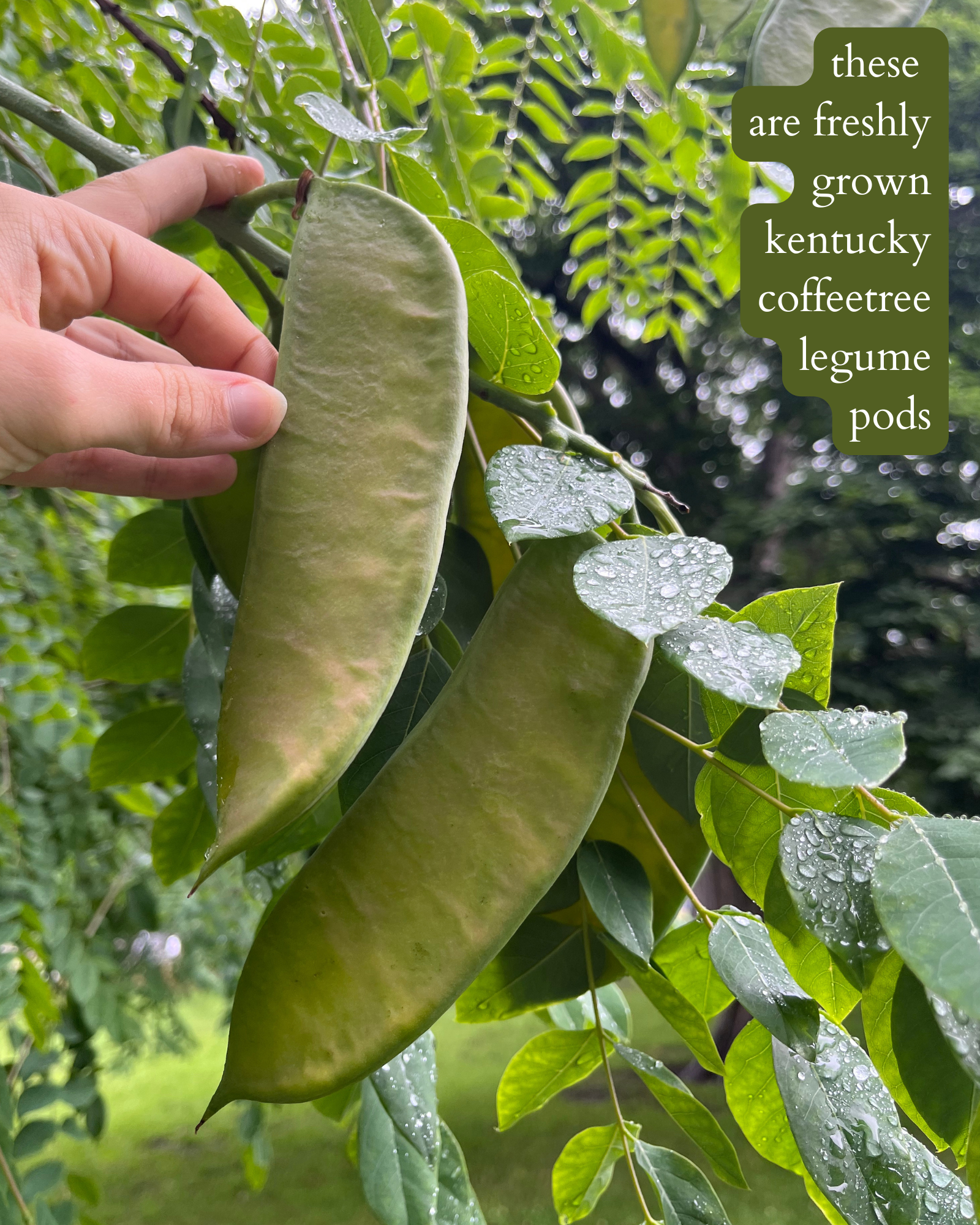 photo of kentucky coffeetree pods with white text on a green background that says: "these are freshly grown kentucky coffeetree legume pods".