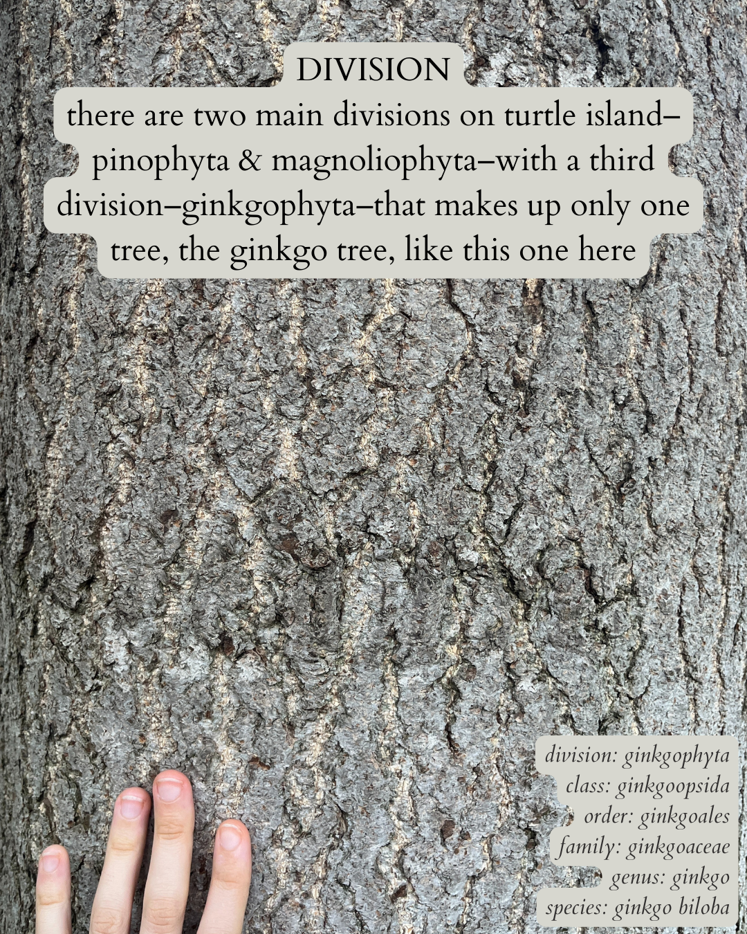 photo of mature ginkgo bark with white text on a dark gray background that says: “DIVISION, there are two main divisions on turtle island–pinophyta & magnoliophyta–with a third division–ginkgophyta–that makes up only one tree, the ginkgo tree, like this one here”. then in the same text, but italics in the bottom right corner: “division: ginkgophyta. class: ginkgoopsida. order: ginkgoales. family: ginkgoaceae. genus: ginkgo. species: ginkgo biloba”.