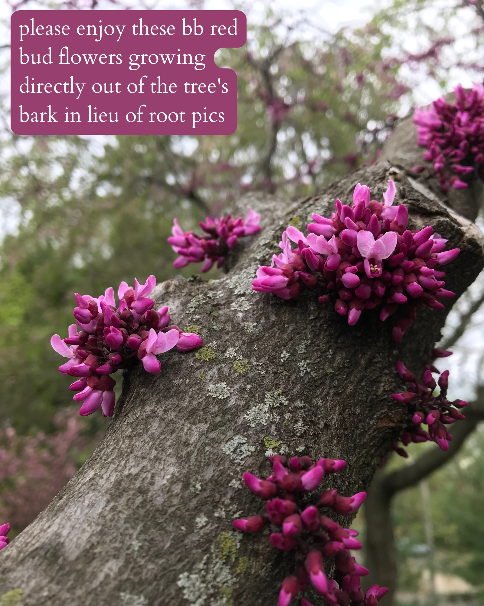 photo of redbud tree flowers with light text on a dark pink background that says: "please enjoy these bb red bud flowers growing directly out of the tree's bark in lieu of root pics".