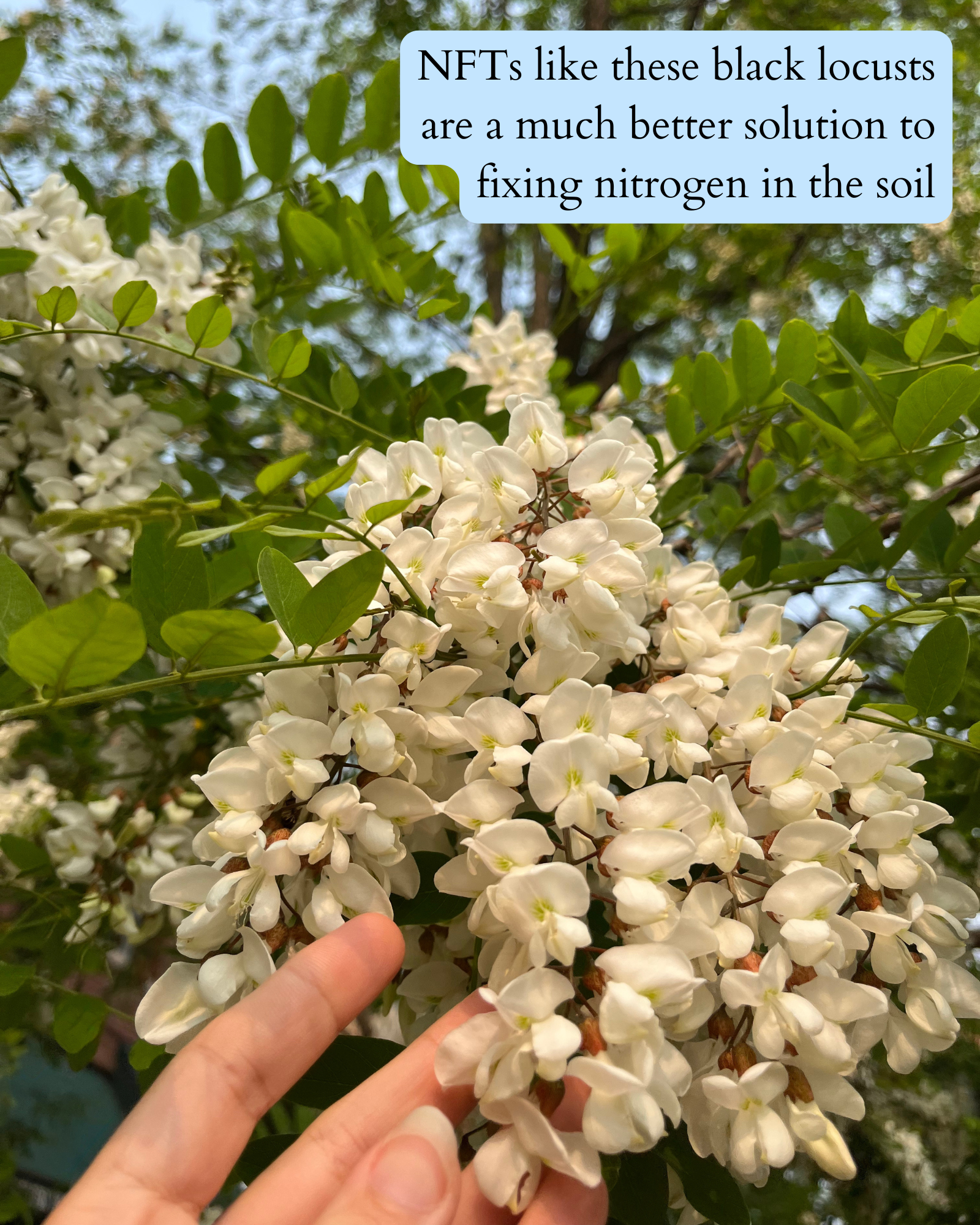 photo of black locust flowers with dark text on a pale blue background that says: "NFTs like these black locusts are a much better solution to fixing nitrogen in the soil".