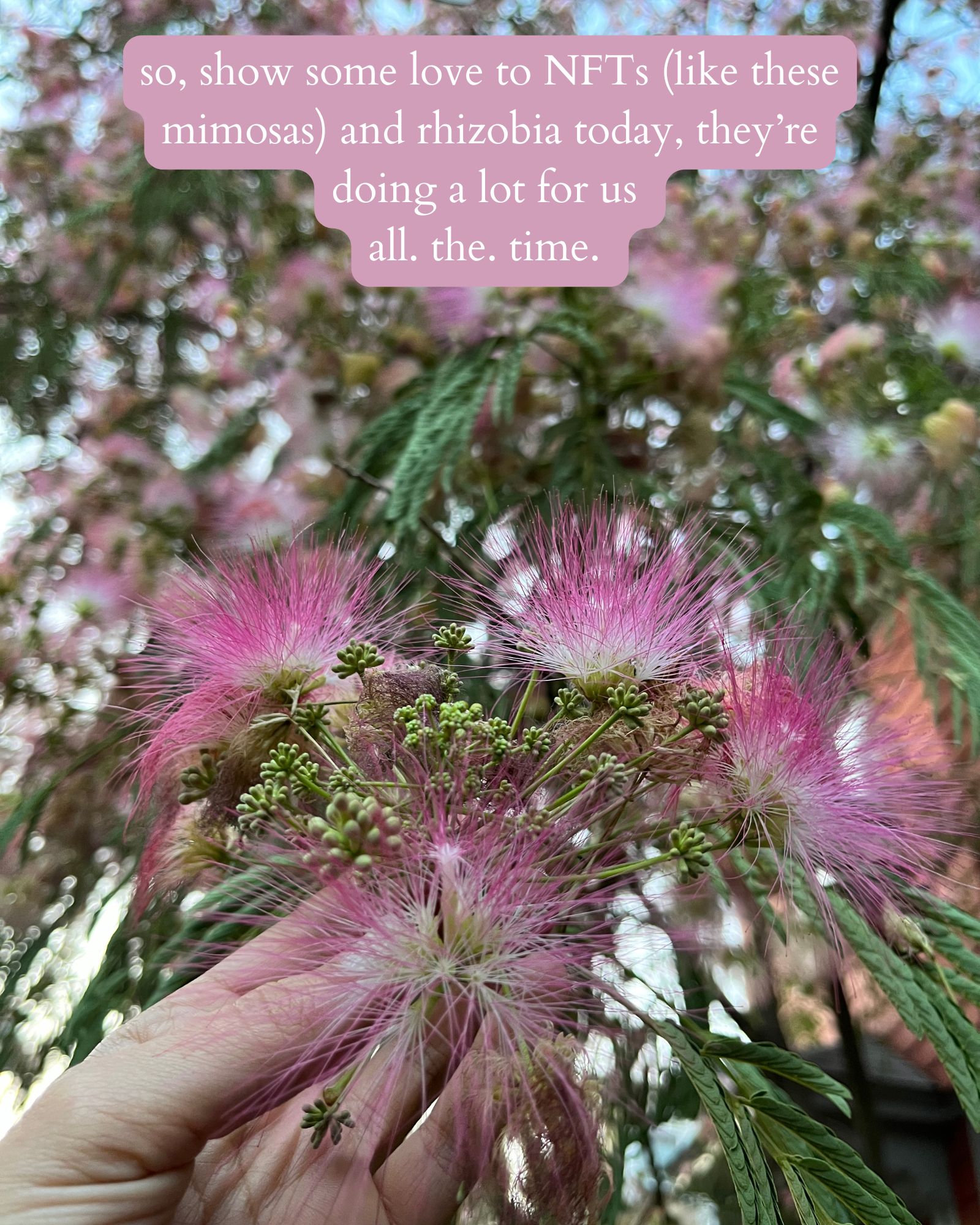 photo of mimosa (silk tree) pink flowers with white text on a pink background that says: "so, show some love to NFTs (like these mimosas) and rhizobia today, they’re doing a lot for us  all. the. time."