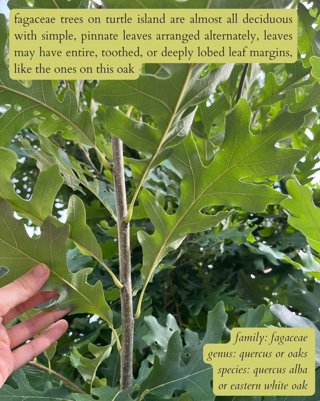 photo of the alternating leaves of a white oak with dark text on a light green background that says: “fagaceae trees on turtle island are almost all deciduous with simple, pinnate leaves arranged alternately, leaves may have entire, toothed, or deeply lobed leaf margins, like the ones on this oak”.  then in the same text, but italics in the bottom left corner: “family: fagaceae. genus: quercus or oaks. species: quercus alba or eastern white oak”.