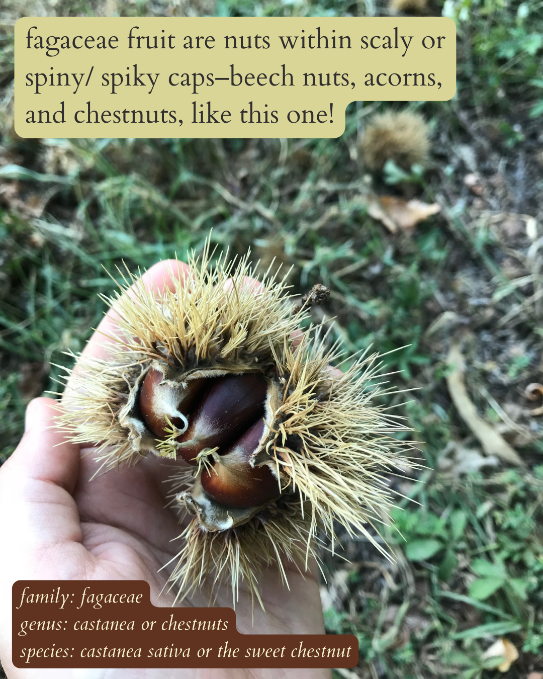 photo of a chestnut splitting open from it’s spiny casing with dark text on pale yellow-brown background that says: “fagaceae fruits are nuts within a scaly or spiny/ spiky cap–beech nuts, acorns, and chestnuts, like this one!”. then in the same text, but italics in the bottom left corner: “family: fagaceae. genus: castanea or chestnuts. species: castanea sativa or the sweet chestnut”.