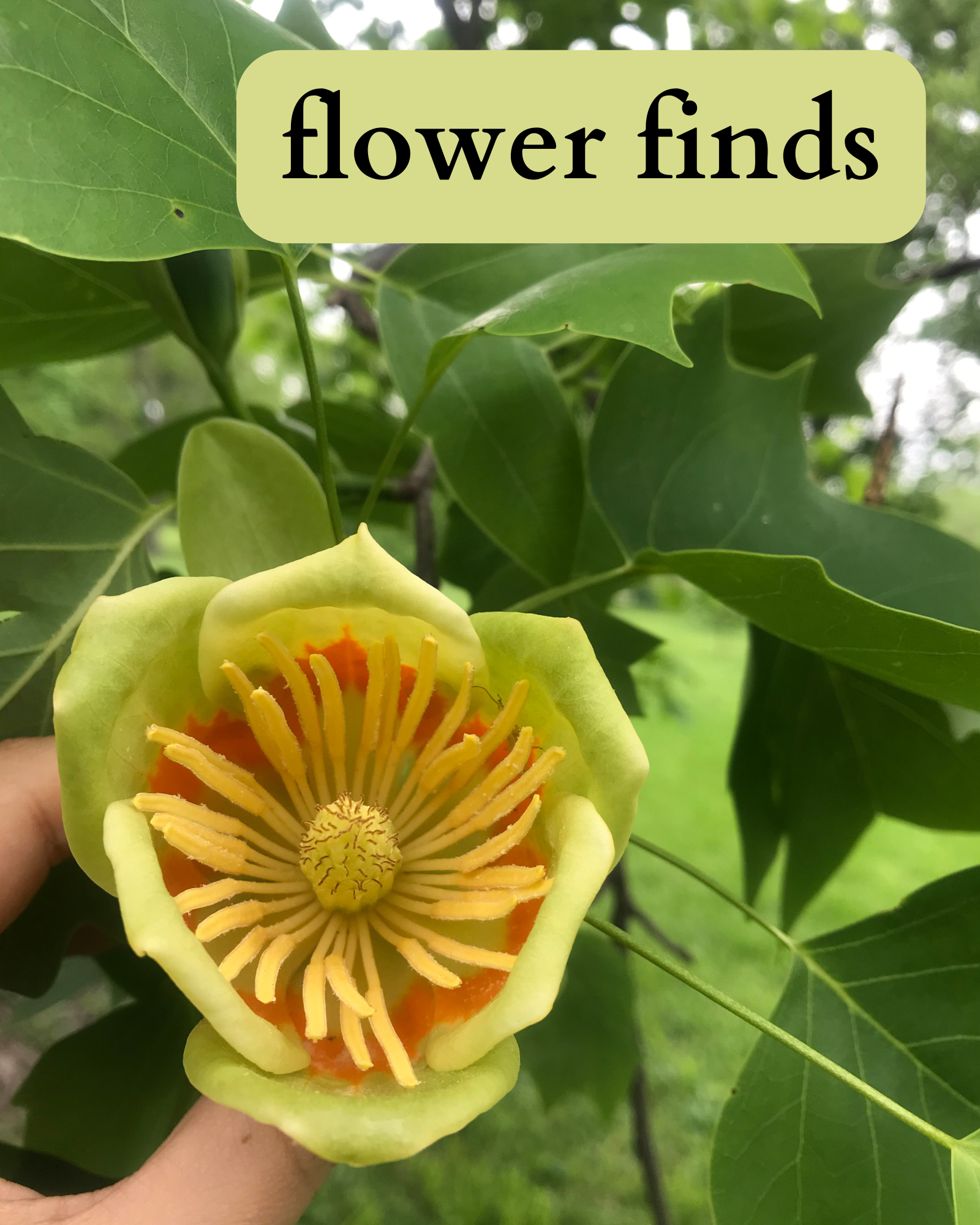 photo of a tulip tree with a yellow, orange, and green flower showing its pistil and stamina. 