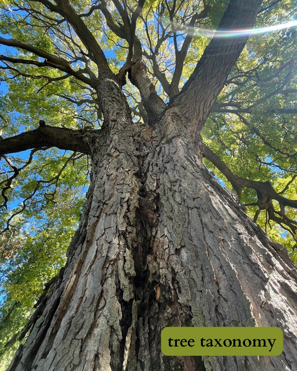 photo looking up at a giant hackberry tree with dark text on a green background that says: “tree taxonomy”.