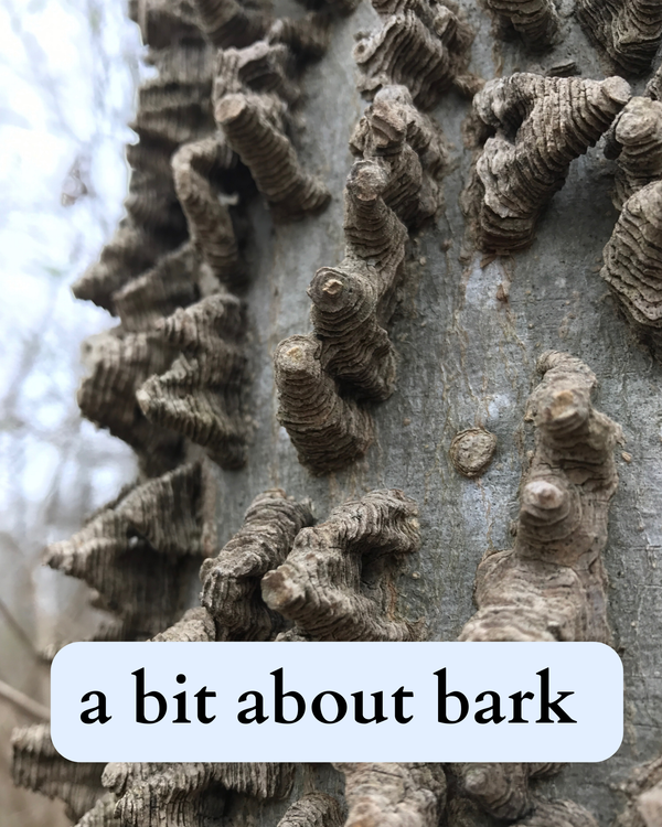 photo of hackberry bark with text over it that says: “a bit about bark”.