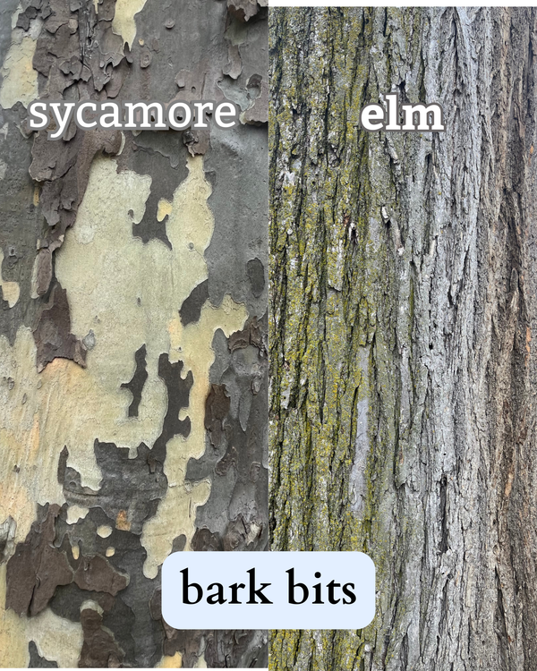 photo of mature sycamore and elm bark side by side