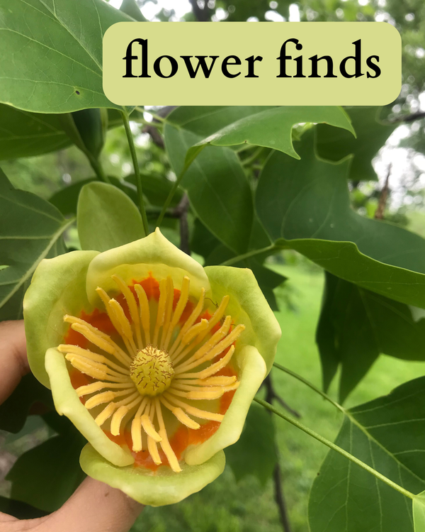 photo of a tulip tree with a yellow, orange, and green flower showing its pistil and stamina. 