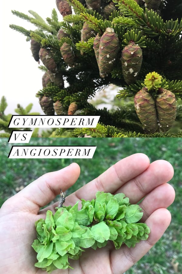 🌱 SEED STORIES 🌱