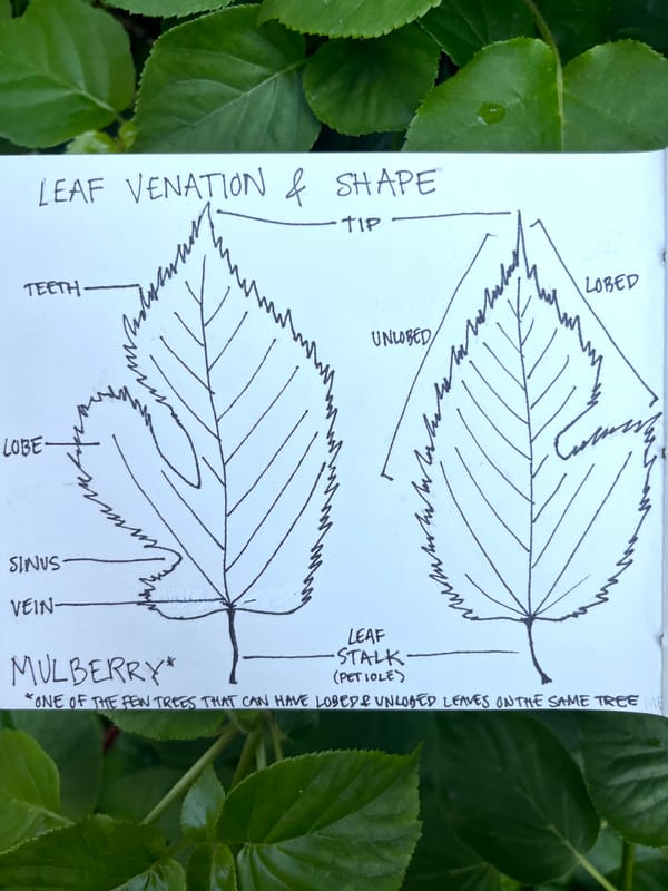 leaf lessons